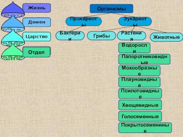 Бактерии Грибы Растения Животные Прокариоты Эукариоты Отдел Водоросли Плауновидные Мохообразные Папоротниковидные Псилотовидные Хвощевидные Голосеменные Покрытосеменнные Организмы