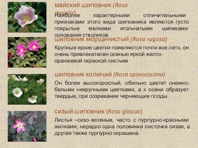 майский шиповник (Rosa majalis)