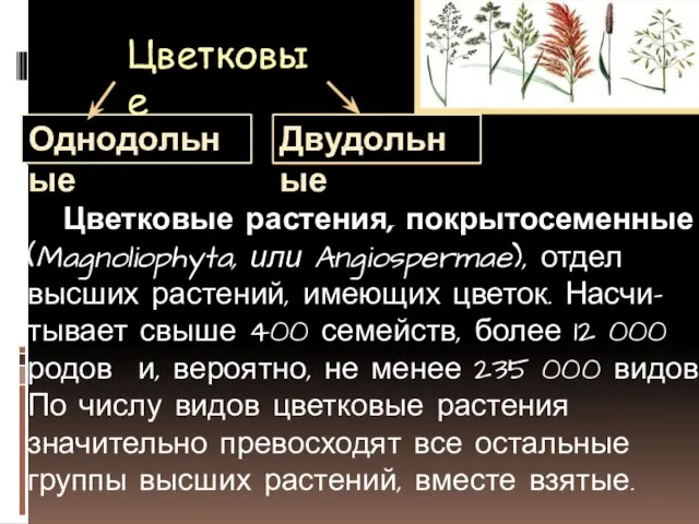 Цветковые Цветковые растения, покрытосеменные (Magnoliophyta, или Angiospermae), отдел высших растений, имеющих