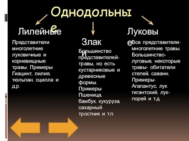 Однодольные Лилейные Злаки Луковые Представители многолетние луковичные и корневищные травы. Примеры: