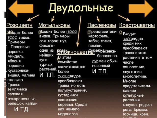 Двудольные Розоцветные Мотыльковые Крестоцветные Пасленовые Сложноцветные Входит более 3000 видов. Примеры: