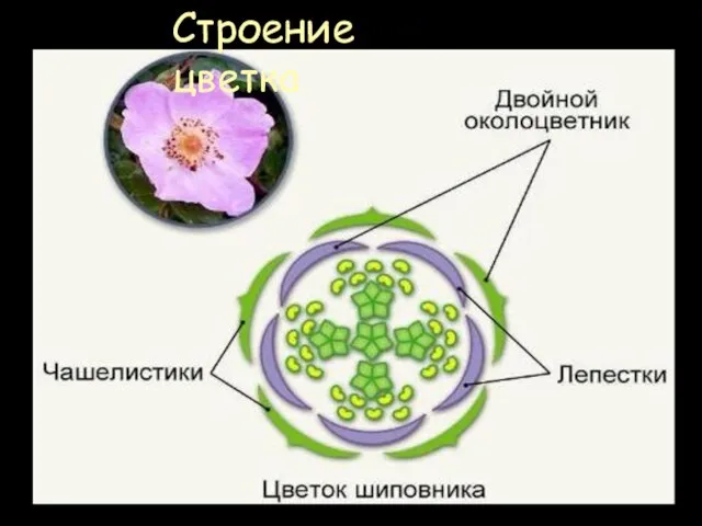 Строение цветка