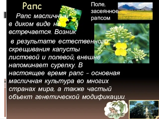 Рапс Поле, засеянное рапсом Рапс масличный в диком виде не встречается.