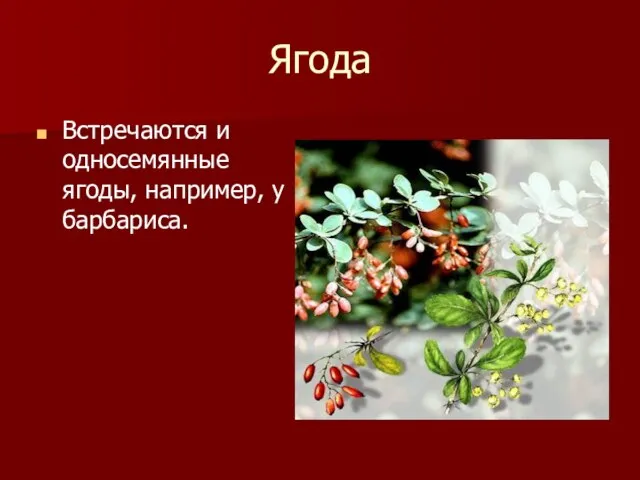 Ягода Встречаются и односемянные ягоды, например, у барбариса.