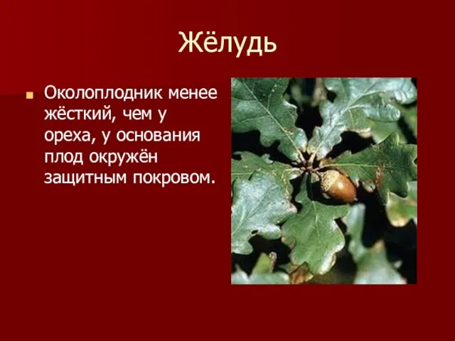 Жёлудь Околоплодник менее жёсткий, чем у ореха, у основания плод окружён защитным покровом.