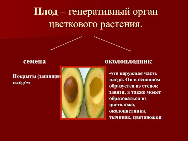 Плод – генеративный орган цветкового растения. семена околоплодник Покрыты (защищены)плодом -это