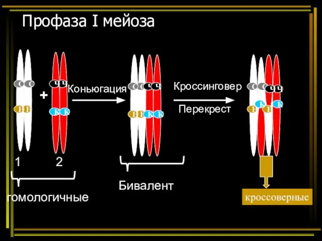 Профаза I мейоза + 1 2 гомологичные Бивалент Коньюгация Кроссинговер Перекрест