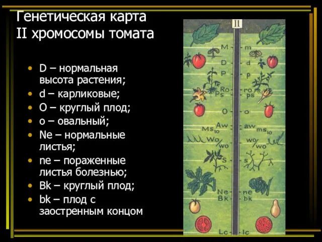 Генетическая карта II хромосомы томата D – нормальная высота растения; d