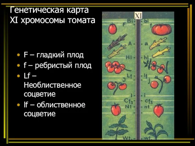 Генетическая карта ХI хромосомы томата F – гладкий плод f –