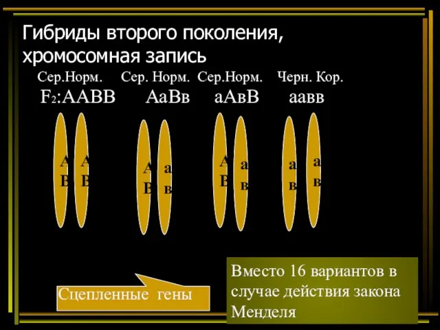 Гибриды второго поколения, хромосомная запись F2:ААВВ АаВв аАвВ аавв А В