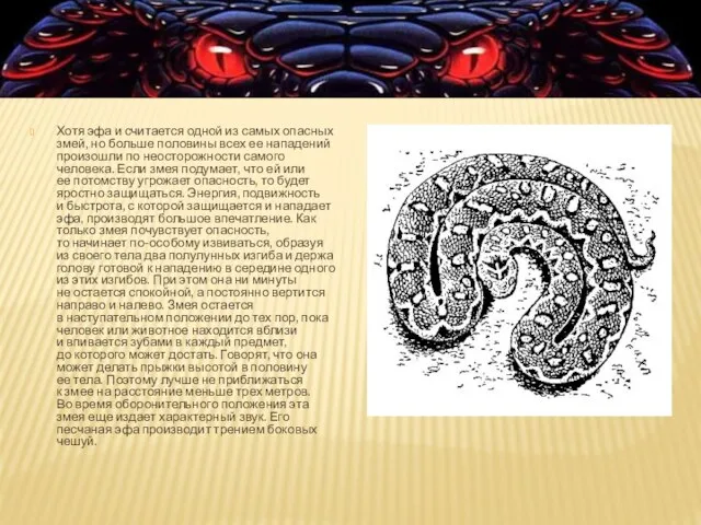 Хотя эфа и считается одной из самых опасных змей, но больше