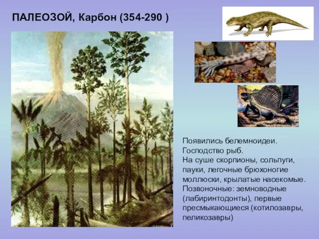 ПАЛЕОЗОЙ, Карбон (354-290 ) Появились белемноидеи. Господство рыб. На суше скорпионы,