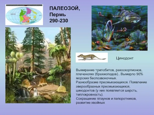 ПАЛЕОЗОЙ, Пермь 290-230 Цинодонт Вымирание трилобитов, ракоскорпионов, плеченогих (брахиоподов).. Вымерло 90%