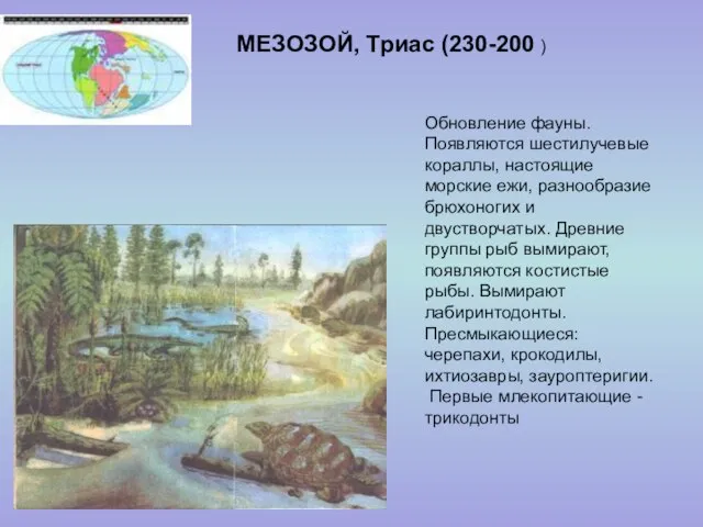 МЕЗОЗОЙ, Триас (230-200 ) Обновление фауны. Появляются шестилучевые кораллы, настоящие морские