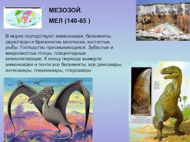 МЕЗОЗОЙ. МЕЛ (140-65 ) В морях господствуют аммоноидеи, белемниты, двухстворч и