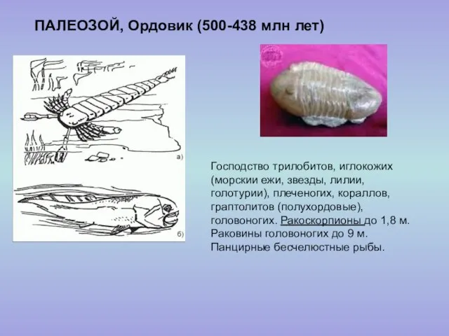 ПАЛЕОЗОЙ, Ордовик (500-438 млн лет) Господство трилобитов, иглокожих (морскии ежи, звезды,