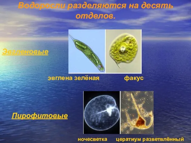 Водоросли разделяются на десять отделов. Эвгленовые (Euglenophyta) – одноклеточные (реже колониальные)