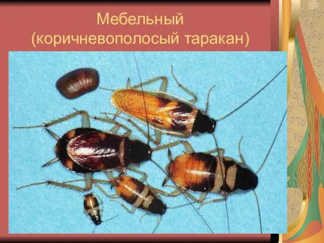 Мебельный (коричневополосый таракан)