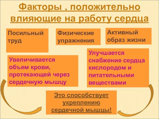 Факторы , положительно влияющие на работу сердца Физические упражнения Активный образ