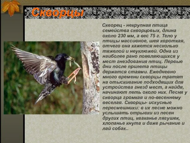Скворцы Скворец - некрупная птица семейства скворцовых, длина около 230 мм,