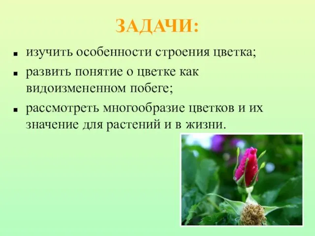 ЗАДАЧИ: изучить особенности строения цветка; развить понятие о цветке как видоизмененном