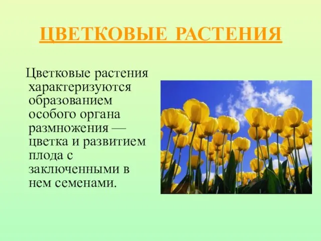 ЦВЕТКОВЫЕ РАСТЕНИЯ Цветковые растения характеризуются образованием особого органа размножения — цветка