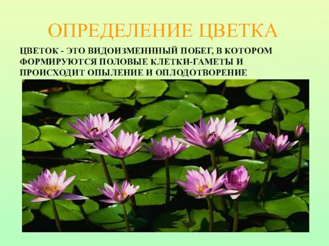 ЦВЕТОК - ЭТО ВИДОИЗМЕНННЫЙ ПОБЕГ, В КОТОРОМ ФОРМИРУЮТСЯ ПОЛОВЫЕ КЛЕТКИ-ГАМЕТЫ И