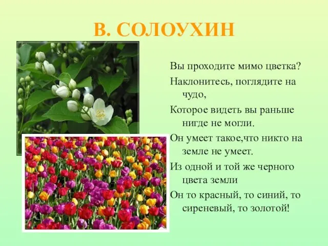 В. СОЛОУХИН Вы проходите мимо цветка? Наклонитесь, поглядите на чудо, Которое