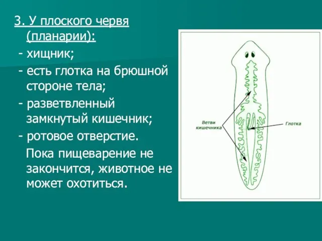 3. У плоского червя (планарии): - хищник; - есть глотка на