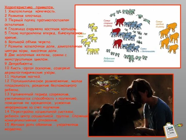 Характеристика приматов. 1 Хватательная конечность. 2 Развитая ключица. 3 Первый палец