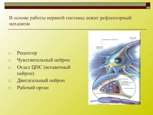 В основе работы нервной системы лежит рефлекторный механизм Рецептор Чувствительный нейрон