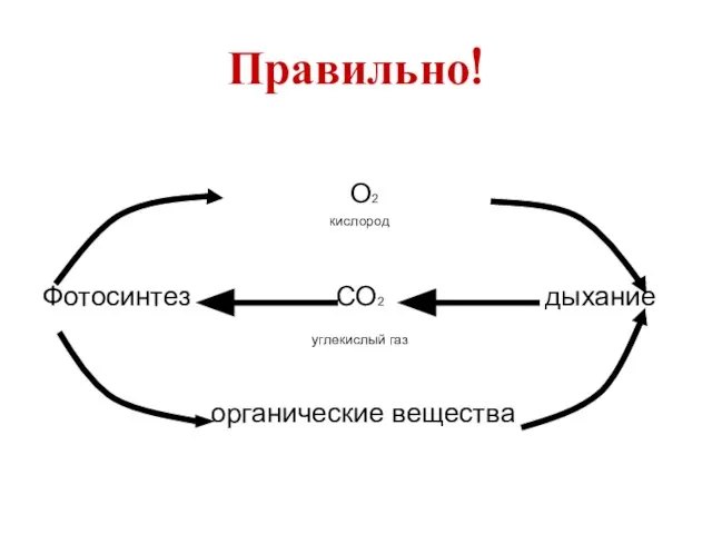 Правильно! О2 кислород Фотосинтез СО2 дыхание углекислый газ органические вещества