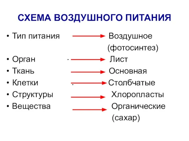 СХЕМА ВОЗДУШНОГО ПИТАНИЯ Тип питания Воздушное (фотосинтез) Орган Лист Ткань Основная