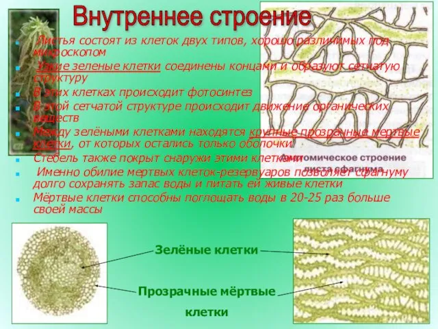 Внутреннее строение Листья состоят из клеток двух типов, хорошо различимых под