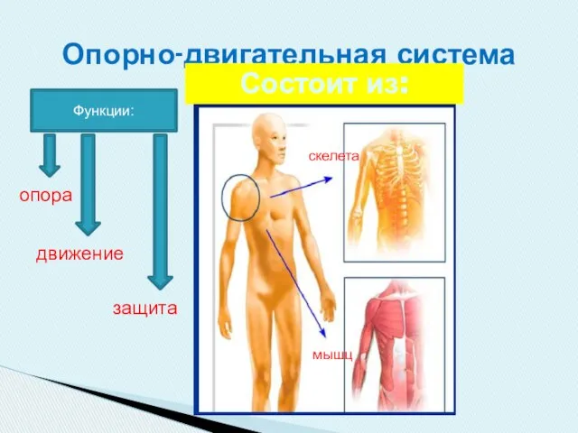 Опорно-двигательная система Состоит из: скелета мышц Функции: опора движение защита