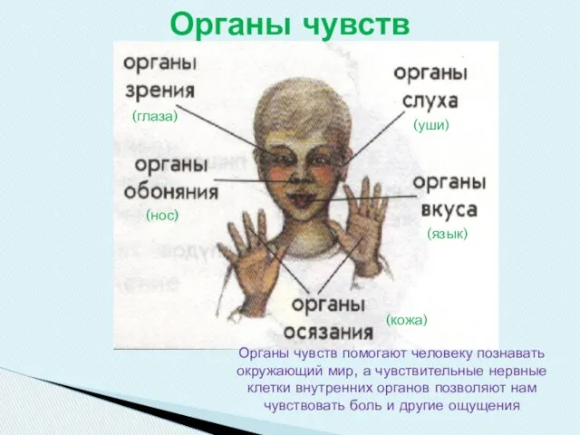 Органы чувств (глаза) (уши) (нос) (язык) (кожа) Органы чувств помогают человеку