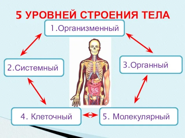 5 УРОВНЕЙ СТРОЕНИЯ ТЕЛА 1.Организменный 2.Системный 3.Органный 4. Клеточный 5. Молекулярный