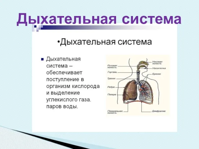 Дыхательная система