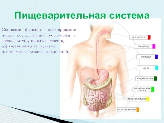 Пищеварительная система Основные функции- переваривание пищи, осуществление всасывания в кровь и