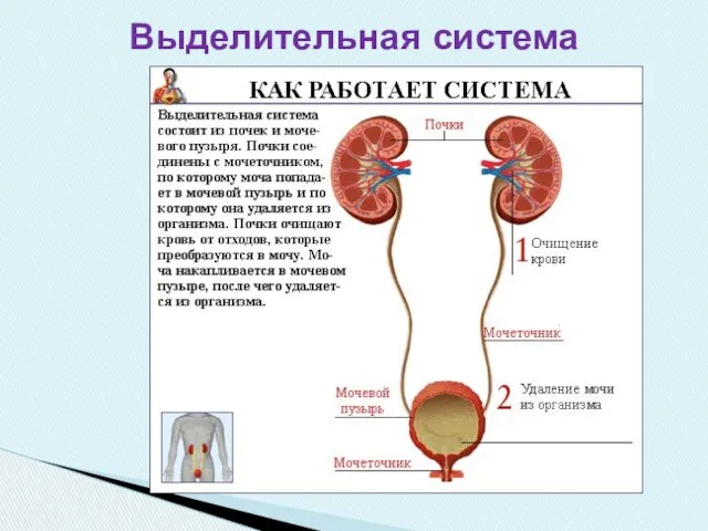 Выделительная система