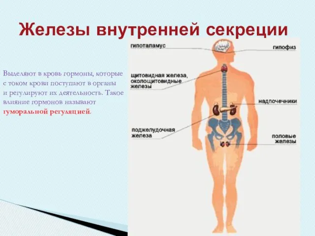 Железы внутренней секреции Выделяют в кровь гормоны, которые с током крови