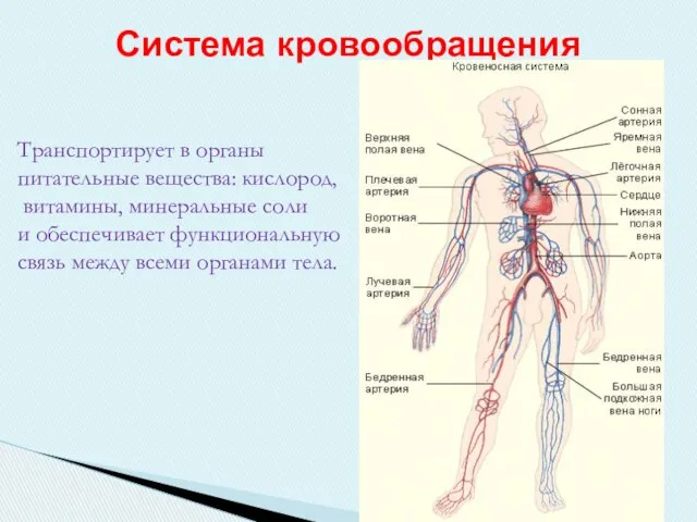 Система кровообращения Транспортирует в органы питательные вещества: кислород, витамины, минеральные соли