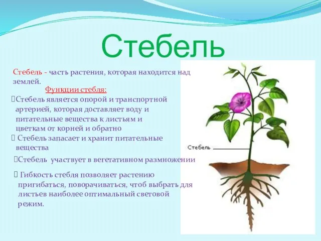 Стебель Стебель - часть растения, которая находится над землей. Стебель является