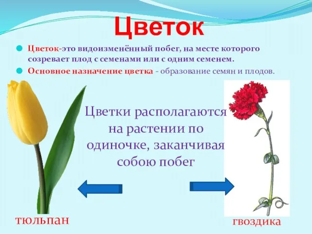 Цветок Цветок-это видоизменённый побег, на месте которого созревает плод с семенами