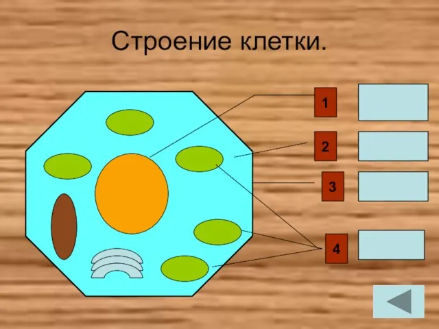 Строение клетки. 1 ЯДРО 4 2 Цитоплазма Оболочка хлоропласты 3