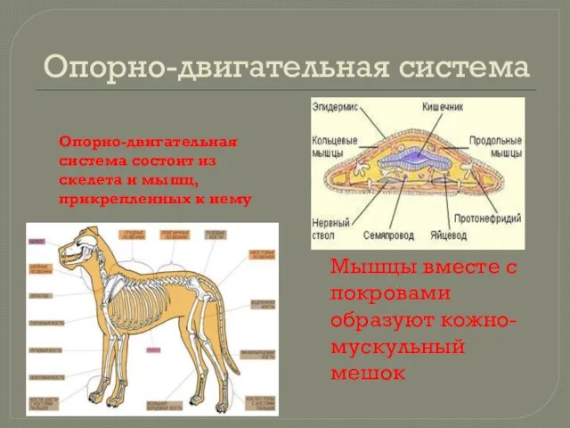 Опорно-двигательная система Опорно-двигательная система состоит из скелета и мышц, прикрепленных к