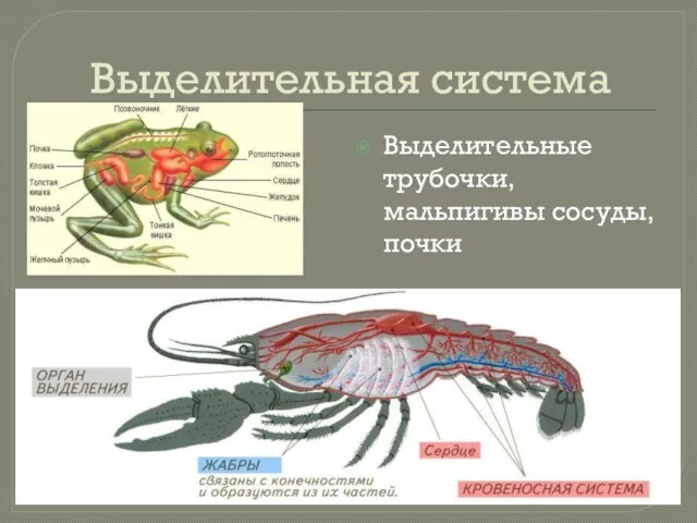 Выделительная система Выделительные трубочки, мальпигивы сосуды, почки