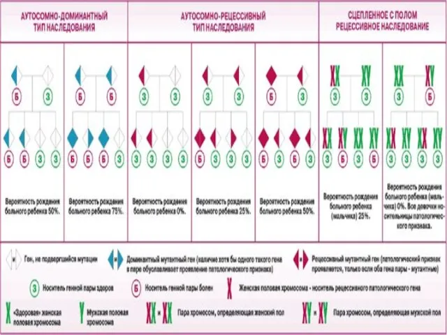 Главные понятия Наследственность-это св-во живых организмов сохранять и передавать в ряду