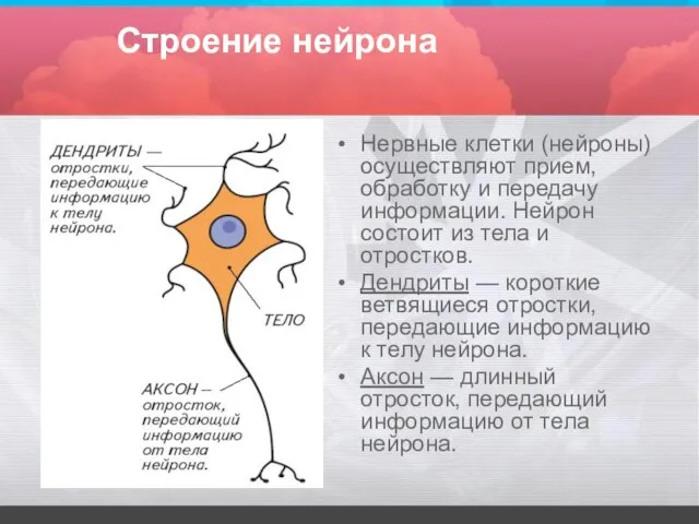 Строение нейрона Нервные клетки (нейроны) осуществляют прием, обработку и передачу информации.