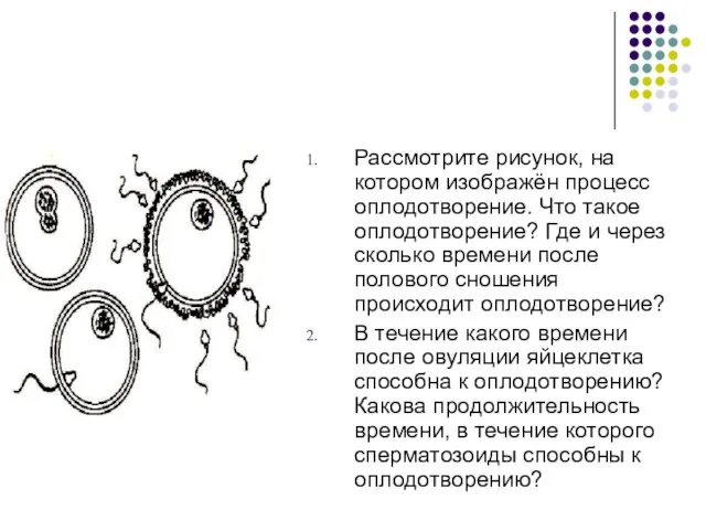 Рассмотрите рисунок, на котором изображён процесс оплодотворение. Что такое оплодотворение? Где